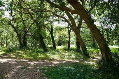 La Forêt Paloma, Eco Lodges Landes Insolites, Hôtel à Léon
