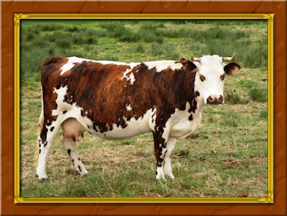 LA FRINGALE, Hôtel à Évreux